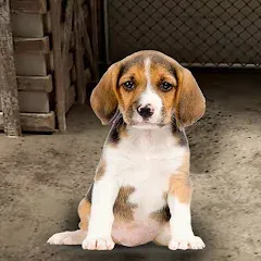 Скачать взломанную My Pet Animal Shelter World  [МОД Все открыто] - стабильная версия apk на Андроид